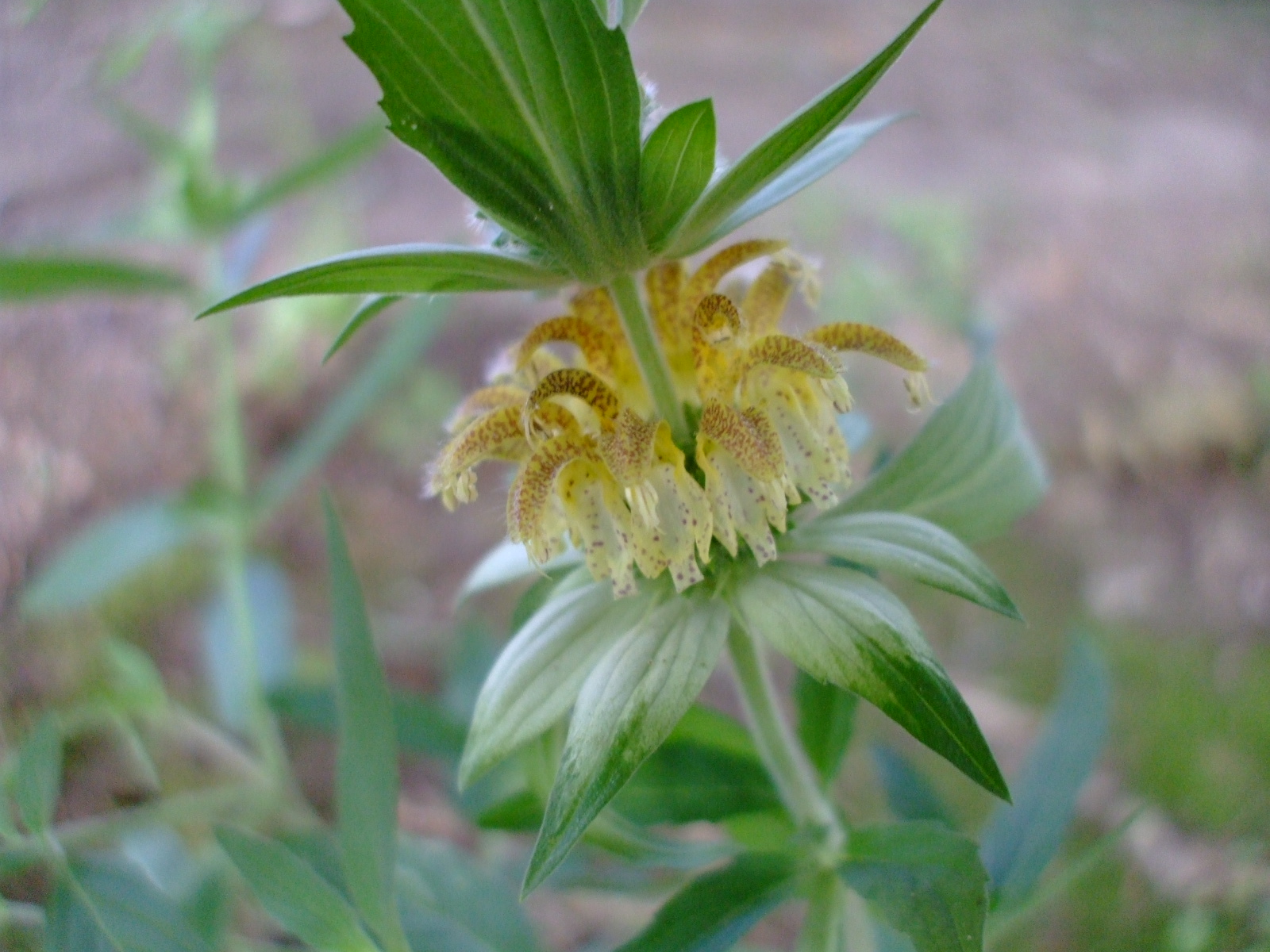Monarda punctata